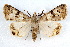  ( - IAWAZ-0105)  @14 [ ] CreativeCommons - Attribution (2009) Unspecified Centre for Biodiversity Genomics