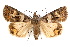  ( - IAWAZ-0107)  @14 [ ] CreativeCommons - Attribution (2009) Unspecified Centre for Biodiversity Genomics