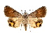  ( - IAWAZ-0109)  @14 [ ] CreativeCommons - Attribution (2009) Unspecified Centre for Biodiversity Genomics