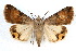  ( - IAWAZ-0110)  @15 [ ] CreativeCommons - Attribution (2009) Unspecified Centre for Biodiversity Genomics