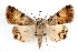  (Bulia sp - IAWAZ-0111)  @14 [ ] CreativeCommons - Attribution (2009) Unspecified Centre for Biodiversity Genomics