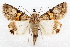  (Forsebia - IAWAZ-0116)  @15 [ ] CreativeCommons - Attribution (2009) Unspecified Centre for Biodiversity Genomics
