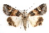  ( - IAWAZ-0118)  @14 [ ] CreativeCommons - Attribution (2009) Unspecified Centre for Biodiversity Genomics
