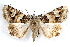  ( - IAWAZ-0119)  @14 [ ] CreativeCommons - Attribution (2009) Unspecified Centre for Biodiversity Genomics