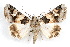  ( - IAWAZ-0120)  @15 [ ] CreativeCommons - Attribution (2009) Unspecified Centre for Biodiversity Genomics