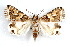  ( - IAWAZ-0123)  @14 [ ] CreativeCommons - Attribution (2009) Unspecified Centre for Biodiversity Genomics