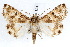  ( - IAWAZ-0124)  @14 [ ] CreativeCommons - Attribution (2009) Unspecified Centre for Biodiversity Genomics