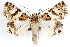  ( - IAWAZ-0125)  @14 [ ] CreativeCommons - Attribution (2009) Unspecified Centre for Biodiversity Genomics