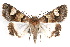  ( - IAWAZ-0126)  @15 [ ] CreativeCommons - Attribution (2009) Unspecified Centre for Biodiversity Genomics