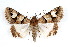  ( - IAWAZ-0127)  @14 [ ] CreativeCommons - Attribution (2009) Unspecified Centre for Biodiversity Genomics