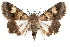  ( - IAWAZ-0128)  @15 [ ] CreativeCommons - Attribution (2009) Unspecified Centre for Biodiversity Genomics