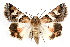  ( - IAWAZ-0129)  @14 [ ] CreativeCommons - Attribution (2009) Unspecified Centre for Biodiversity Genomics