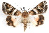  ( - IAWAZ-0130)  @15 [ ] CreativeCommons - Attribution (2009) Unspecified Centre for Biodiversity Genomics
