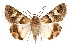  ( - IAWAZ-0131)  @13 [ ] CreativeCommons - Attribution (2009) Unspecified Centre for Biodiversity Genomics