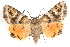  ( - IAWAZ-0132)  @13 [ ] CreativeCommons - Attribution (2009) Unspecified Centre for Biodiversity Genomics