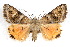  (Drasteria tejonica - IAWAZ-0133)  @15 [ ] CreativeCommons - Attribution (2009) Unspecified Centre for Biodiversity Genomics