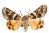  ( - IAWAZ-0134)  @13 [ ] CreativeCommons - Attribution (2009) Unspecified Centre for Biodiversity Genomics