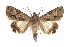  ( - IAWAZ-0136)  @15 [ ] CreativeCommons - Attribution (2009) Unspecified Centre for Biodiversity Genomics