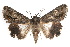  ( - IAWAZ-0137)  @15 [ ] CreativeCommons - Attribution (2009) Unspecified Centre for Biodiversity Genomics