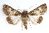  ( - IAWAZ-0141)  @14 [ ] CreativeCommons - Attribution (2009) Unspecified Centre for Biodiversity Genomics