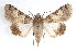  ( - IAWAZ-0142)  @14 [ ] CreativeCommons - Attribution (2009) Unspecified Centre for Biodiversity Genomics