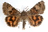  ( - IAWAZ-0143)  @15 [ ] CreativeCommons - Attribution (2009) Unspecified Centre for Biodiversity Genomics