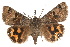  ( - IAWAZ-0144)  @15 [ ] CreativeCommons - Attribution (2009) Unspecified Centre for Biodiversity Genomics