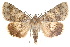  ( - IAWAZ-0145)  @15 [ ] CreativeCommons - Attribution (2009) Unspecified Centre for Biodiversity Genomics