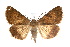  ( - IAWAZ-0146)  @15 [ ] CreativeCommons - Attribution (2009) Unspecified Centre for Biodiversity Genomics