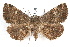  ( - IAWAZ-0158)  @13 [ ] CreativeCommons - Attribution (2009) Unspecified Centre for Biodiversity Genomics