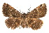  (Toxonprucha crudelis - IAWAZ-0159)  @14 [ ] CreativeCommons - Attribution (2009) Unspecified Centre for Biodiversity Genomics