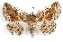  (Zale rubiata - IAWAZ-0168)  @15 [ ] CreativeCommons - Attribution (2009) Unspecified Centre for Biodiversity Genomics