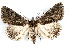 ( - IAWAZ-0175)  @14 [ ] CreativeCommons - Attribution (2009) Unspecified Centre for Biodiversity Genomics
