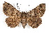  (Toxonprucha diffundens complex - IAWAZ-0179)  @15 [ ] CreativeCommons - Attribution (2009) Unspecified Centre for Biodiversity Genomics