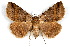  ( - IAWAZ-0184)  @11 [ ] CreativeCommons - Attribution (2009) Unspecified Centre for Biodiversity Genomics