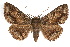  ( - IAWAZ-0186)  @11 [ ] CreativeCommons - Attribution (2009) Unspecified Centre for Biodiversity Genomics