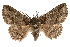  ( - IAWAZ-0187)  @14 [ ] CreativeCommons - Attribution (2009) Unspecified Centre for Biodiversity Genomics