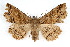  ( - IAWAZ-0188)  @15 [ ] CreativeCommons - Attribution (2009) Unspecified Centre for Biodiversity Genomics