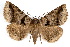  (Celiptera - IAWAZ-0189)  @16 [ ] CreativeCommons - Attribution (2009) Unspecified Centre for Biodiversity Genomics