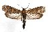  ( - IAWAZ-0208.2)  @15 [ ] CreativeCommons - Attribution (2009) Unspecified Centre for Biodiversity Genomics
