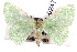  ( - IAWAZ-0247)  @14 [ ] CreativeCommons - Attribution (2009) Unspecified Centre for Biodiversity Genomics