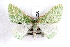  ( - IAWAZ-0250)  @14 [ ] CreativeCommons - Attribution (2009) Unspecified Centre for Biodiversity Genomics