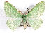  (Dichorda - IAWAZ-0251)  @15 [ ] CreativeCommons - Attribution (2009) Unspecified Centre for Biodiversity Genomics