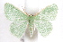  ( - IAWAZ-0257.1)  @14 [ ] CreativeCommons - Attribution (2009) Unspecified Centre for Biodiversity Genomics
