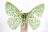  (Synchlora frondaria - IAWAZ-0258.2)  @15 [ ] CreativeCommons - Attribution (2009) Unspecified Centre for Biodiversity Genomics