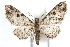  (Prorella - IAWAZ-0268.1)  @15 [ ] CreativeCommons - Attribution (2009) Unspecified Centre for Biodiversity Genomics