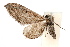 ( - IAWAZ-0269.2)  @13 [ ] CreativeCommons - Attribution (2009) Unspecified Centre for Biodiversity Genomics