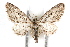  (Prorella opinata - IAWAZ-0270.1)  @14 [ ] CreativeCommons - Attribution (2009) Unspecified Centre for Biodiversity Genomics
