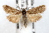  ( - IAWAZ-0286)  @14 [ ] CreativeCommons - Attribution (2009) Unspecified Centre for Biodiversity Genomics