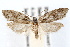  ( - IAWAZ-0417)  @13 [ ] CreativeCommons - Attribution (2009) Unspecified Centre for Biodiversity Genomics